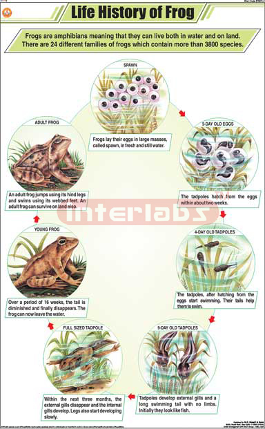 Life History Of Frog